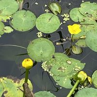 アサザ,コウホネ,山野草の画像