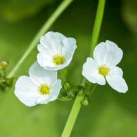 オモダカ,ホテイアオイ,ナガバオモダカ,オモダカの花,ナガバオモダカの 花の画像