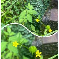 キツネノボタン,ヤマキツネノボタン,山歩き,多年草,黄色の花の画像