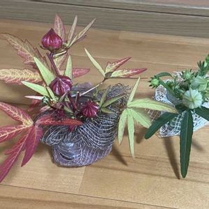 ローゼル,ドライフラワー,観賞用,花のある暮らし,花いろいろの画像