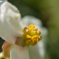 オモダカ,オモダカ,オモダカの実,オモダカ（雌花）,オモダカ(雄花)の画像