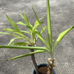 ユッカ,花が好き,無農薬❤家庭菜園,野菜が好きの画像