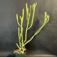 多肉植物,塊根植物,珍奇植物,ビザールプランツ,ユーフォルビア属。の画像