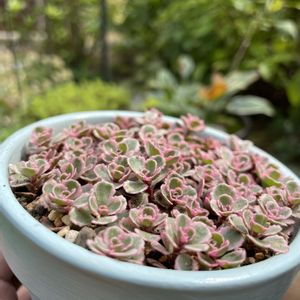 トリカラー,多肉植物,ちまちま,植中毒,庭パトの画像