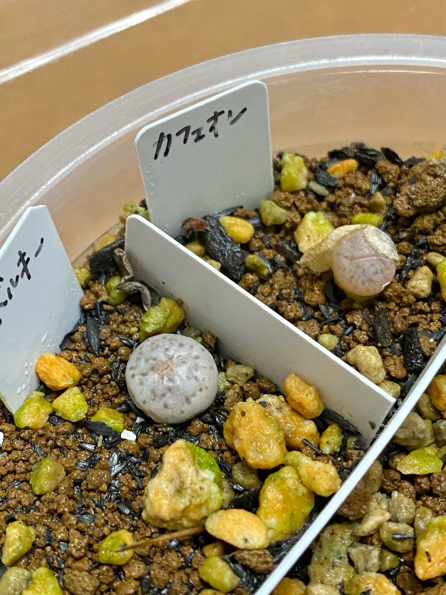 コノフィツム&リトープスのタネまき♬|🍀GreenSnap(グリーン コノフィツム&リトープスのタネまき♬|🍀GreenSnap(グリーン
