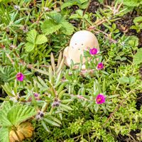 ワイルドストロベリー,ヒメマツバボタン,我が家の庭,花のある暮らしの画像