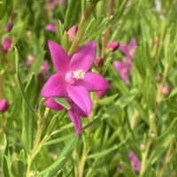 シソ,クロウエア サザンクロス,蝶々と花,シソの花,アゲラタム(カッコウアザミ)の画像