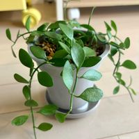 ディスキディア,観葉植物,初心者の画像