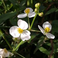 オモダカ,コナギ,イボクサ,イボクサ,オモダカ（雌花）の画像