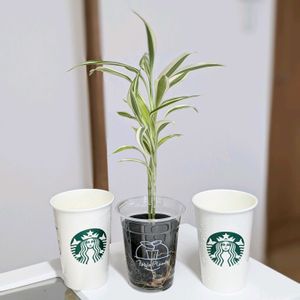 リナリア,ガーデンシクラメン,ドラセナ・サンデリアーナ,ドラセナ・サンデリアーナ,Table Plants ドラセナ (テーブルプランツ) の画像