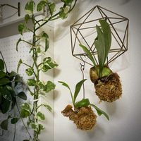 コウモリラン,ビカクシダ,ビカクシダ,ポトス・エンジョイ,観葉植物の画像