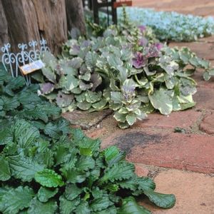 リーフ好き☘.۰•゜,地植え,かわいいな♡,成長が楽しみ,お花好きの画像