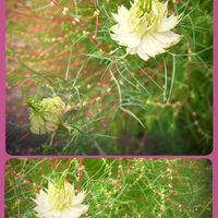 ニゲラ,地植え,白い花,こぼれ種,花のある暮らしの画像