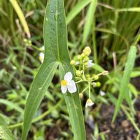 オモダカ,ガマズミ,イタドリ,サクラの樹液,いつもありがとうの画像