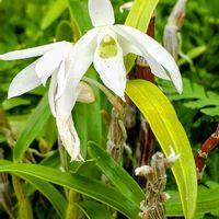 セッコク,石斛(セッコク),セッコク（石斛）長生蘭,着生植物達,お散歩の画像