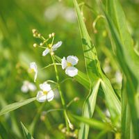 オモダカ,山野草,野草,今日のお花,お出かけ先の画像