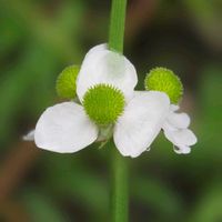 オモダカ,水生植物,今日のお花,温泉県大分♨️,チーム大分の画像