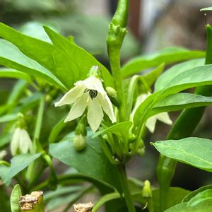 鷹の爪(唐辛子),トウガラシ,トウガラシ（鷹の爪）の花,収穫が楽しみ,素敵✨✨✨の画像