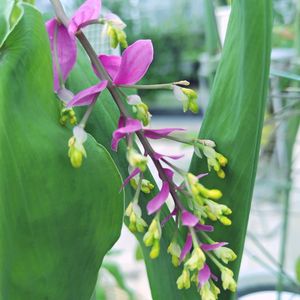 グロッパ・ウィニティ,温室,東山植物園の画像