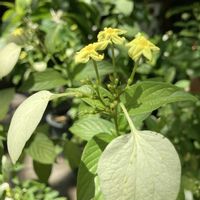 コンロンカ,ビタミンカラー,癒し,星形のお花,素敵な出会いの画像