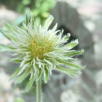 オキナグサ,西洋オキナグサ,山野草,花のある暮らし,感謝カンゲキ雨嵐の画像