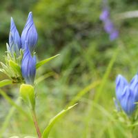 アサギリソウ,エゾリンドウ,植物園,山野草,野草の画像