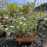 宿根バーベナ,花のある暮らし,自家栽培植物,おうち園芸,家の裏庭はぜーんぶ鉢植えですの画像