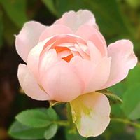 ミニバラ,ポールセンローズ パレードシリーズ,ポールセン ローズ,botanical life,バラ・ミニバラの画像