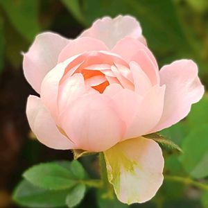 ミニバラ,ポールセンローズ パレードシリーズ,ポールセン ローズ,botanical life,バラ・ミニバラの画像