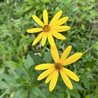 キクイモ,菊芋,マイガーデン,手作りの庭,畑の花の画像