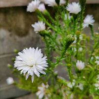 アスター,秋の花,秋の気配の画像