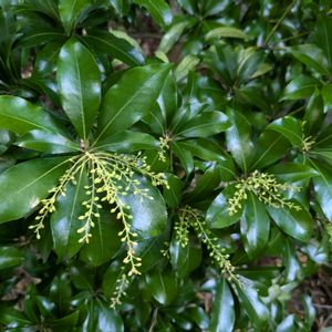 アセビ,いつもありがとう♡,花のある暮らし,ワークショップ ,いつもの神社の画像