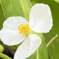 オモダカ,山野草の画像