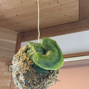 ビカクシダ スーパーバム,観葉植物,苔玉,DIY, ビカクシダの画像