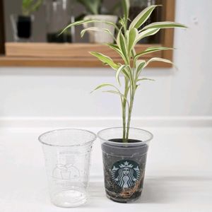 ドラセナ・サンデリアーナ,Table Plants ドラセナ (テーブルプランツ) ,スタバ,STARBUCKS,テーブルプランツの画像