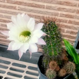 サボテン,サボテンの花,多肉植物とサボテン,花のある暮らし,植物のある暮らしの画像