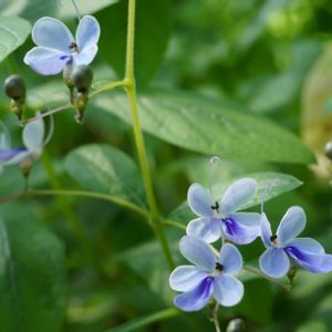 ブルーエルフィン,温室,常緑低木,海岸沿い,ブルーの花の画像