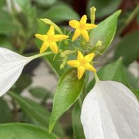 コンロンカ,コンロンカ,コンロンカ（ハンカチの花）,コンロンカ(崑崙花）,鉢植えの画像