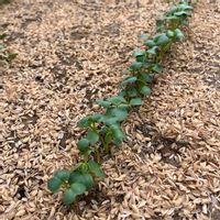 カブ,宮重大根,宮重大根,日野菜かぶ,日野菜かぶの画像