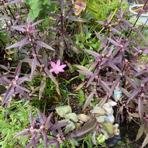 芝生,アルテルナンテラ,寄せ植え,季節の花,秋空の画像