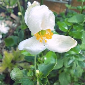 シュウメイギク,祈る震災復興,花のある暮らし,岐阜県,放置栽培の画像