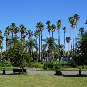 ヤシの木,ヤシの木,植物園,温室,青空の画像