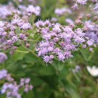 フジバカマ,ユーパトリウム,西洋フジバカマ,花散歩,今日のお花の画像