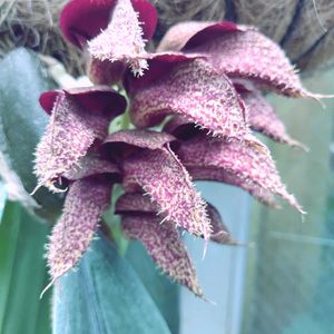 温室,東山植物園,バルボフィラム（＝ブルボフィルム）
・フレッチェリアヌムの画像