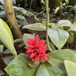 植物園,散歩,温室,ガーデン,牧野植物園の画像