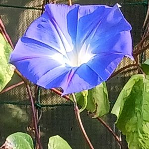 プランター,花のある暮らし,植物のある暮らし,おうち園芸の画像