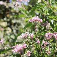 フジバカマ,フジバカマ,お花のある生活,横浜,今日のお花の画像