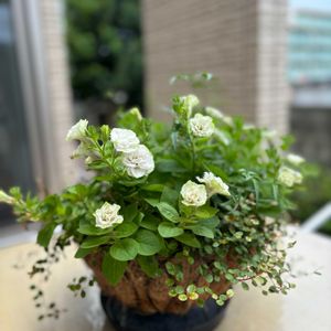 ペチュニア,ワイヤープランツスポットライト,ハゴロモジャスミン ミルキーウェイ,ホイップマカロン メロンクリーム,寄せ植えの画像