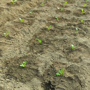 アスパラ菜☆,自家製野菜,栽培記録,農業女子,アスパラ菜の画像