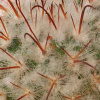 ボンビシナ,シャイアン,豊明丸,E.ファイヤーピラー,マミラリア 豊明丸 (ボンビシナ)の画像